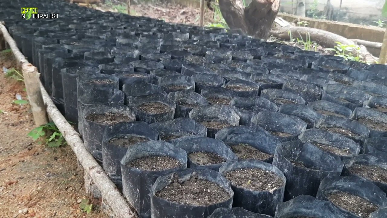 ukuran polybag untuk tanam kecambah kelapa sawit di pre nursery PN