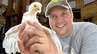 Hatching Our Own Organic Meat Chickens