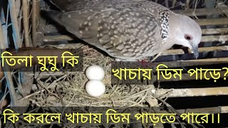 তিলা ঘুঘু পাখি  কি খাচায় ডিম পাড়ে?।।। কি করলে ঘুঘু পাখি খাচায় ডিম পাড়ে?।।।ঘুঘু।।। My DoveDove।।।dove