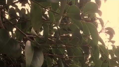 Atom Swan-Telophase (Ambient/Minilogue/Volca Keys/Superego Plus/Mel9/Hall of Fame Reverb)