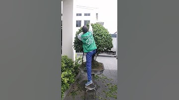 Dịch vụ cắt, tỉa cây nghệ thuật ở Ba Vì, Hà Nội - 096.217.8669