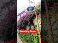 yah jindagi hai#Viral Tissue Rose 🥀 @Mydreamcrafter #shorts #diy #trending #youtubeshorts