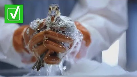 Yes, rescue workers really use Dawn dish soap to c...