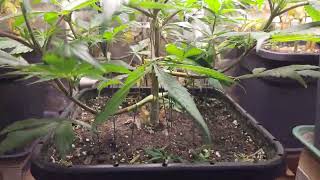 sorberto week 9 flower, gelato week 8 flower, exodus cheese week 7 flower, Jack cheese week 6 flower