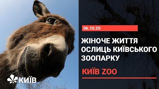 У світі природи: як живуть віслюки у Київському зоопарку