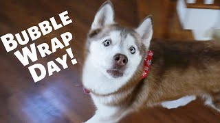 National Bubble Wrap Day with Laika the Husky! by gardea23 6,474 views 3 years ago 1 minute, 33 seconds