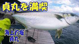 【海上釣堀】真鯛もシマアジもサイズがデカイ！海上釣り堀貞丸を堪能する〜一緒に楽しめる仲間がいるって素敵〜