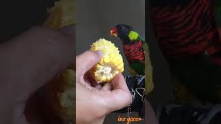 Sekedar Burung Nuri Pelangi