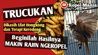 Dikasih Ulat Hongkong dan Terapi Kerodong Trucukan Rajin Ngeropel