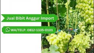 TERLARIS, WA 0812-1335-0101 Jual Bibit Anggur Import di Kalimantan Timur