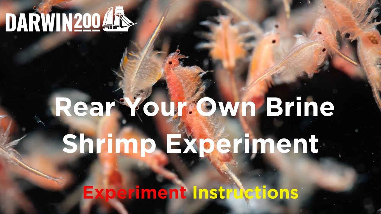 Rear Your Own Brine Shrimp Experiment (Segment from World's Most