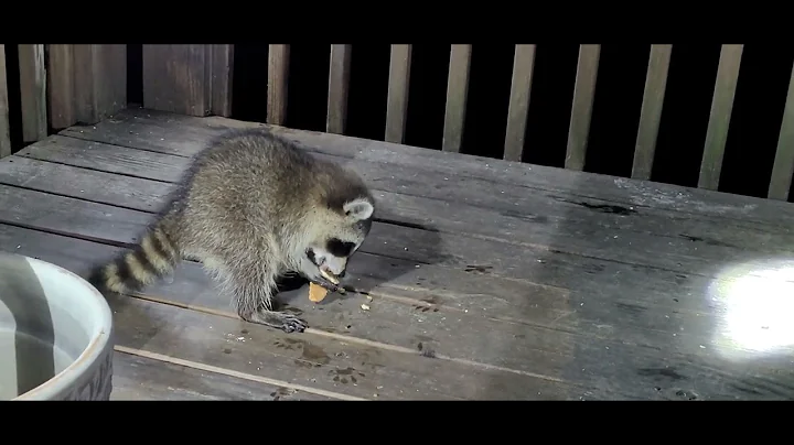 Ivy brought one of her new babies up to the deck