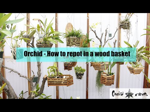 Video: Transplanting Orchids Into The Basket