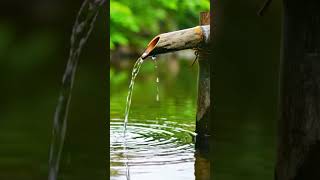 Deep Sleep Relaxation 🌙 | Fall Asleep with Forest Water Sounds #relaxing #fallasleepfast