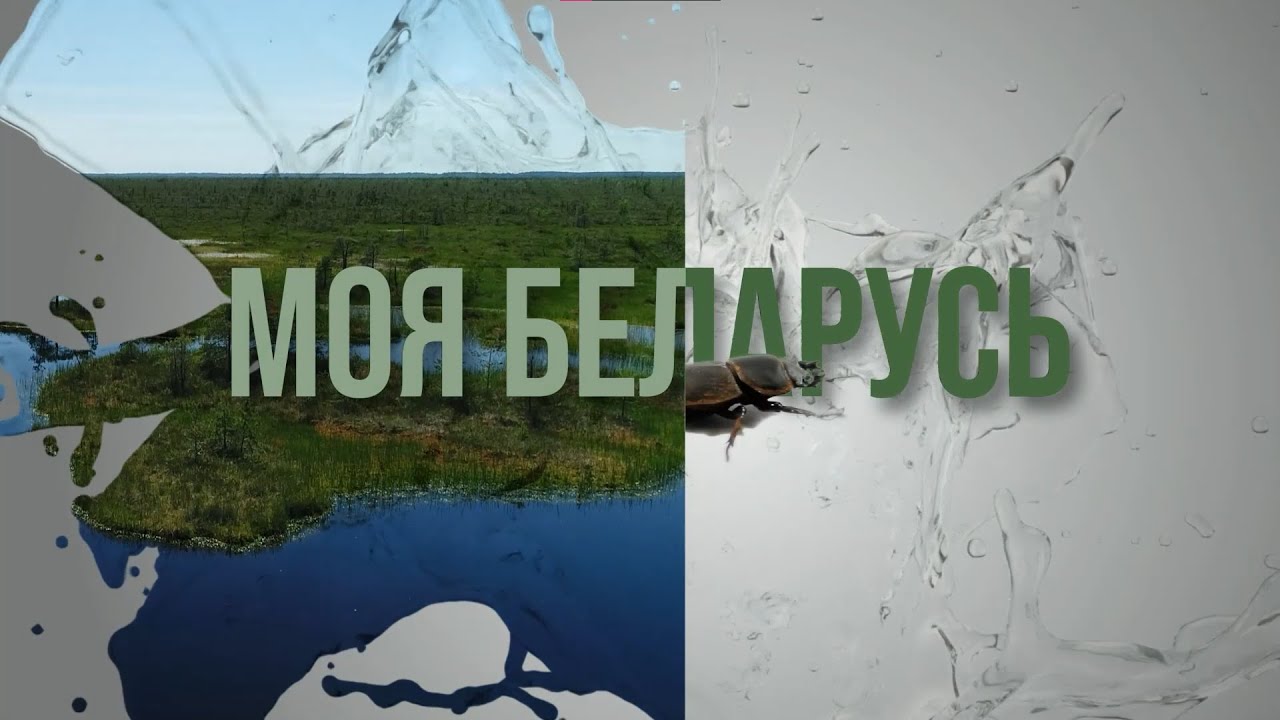 Моя Беларусь #19 |  Зимняя сказка Беловежья