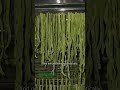dry #ivymosses #lacture in #airenergy #dryer with 16hours