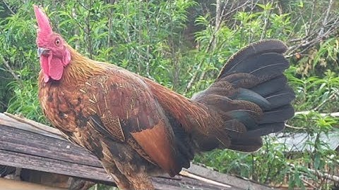 saib qaib dib ua si 2021