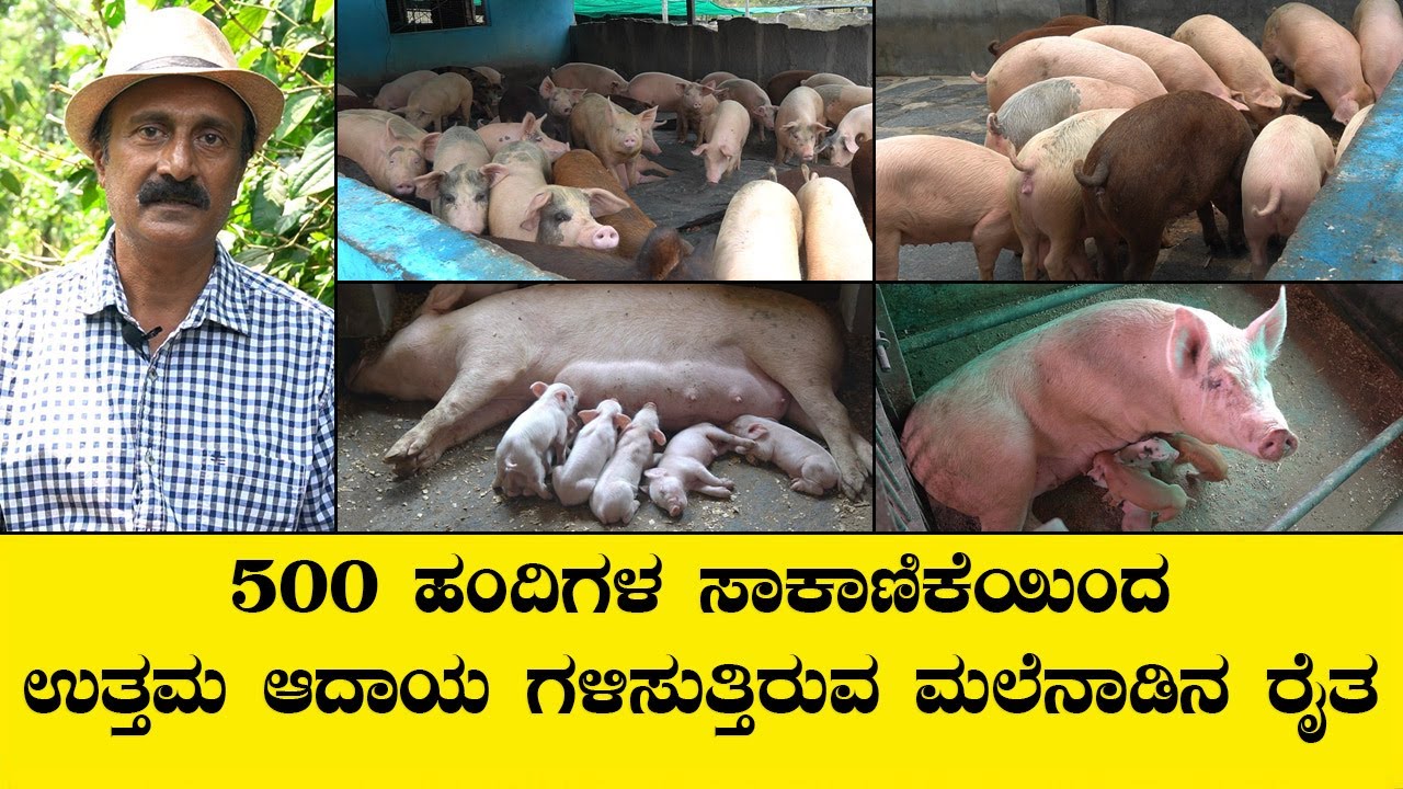 ಕರ್ನಾಟಕದ ಅತೀ ದೊಡ್ಡ ಹಂದಿ ಸಾಕಾಣಿಕೆ ಫಾರಂ...part 01..PIG FARMING