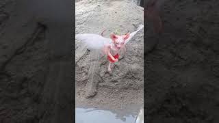 #ton #funny