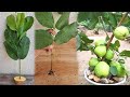Guava growing from cut with potatoes l great rooting method
