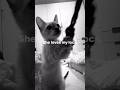 My kitten playing with my locs 🐱👩🏾‍🦱 #fyp #kitten #cat #play #willowsmith #music