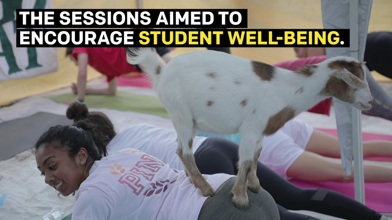 Goat Yoga Comes to Campus