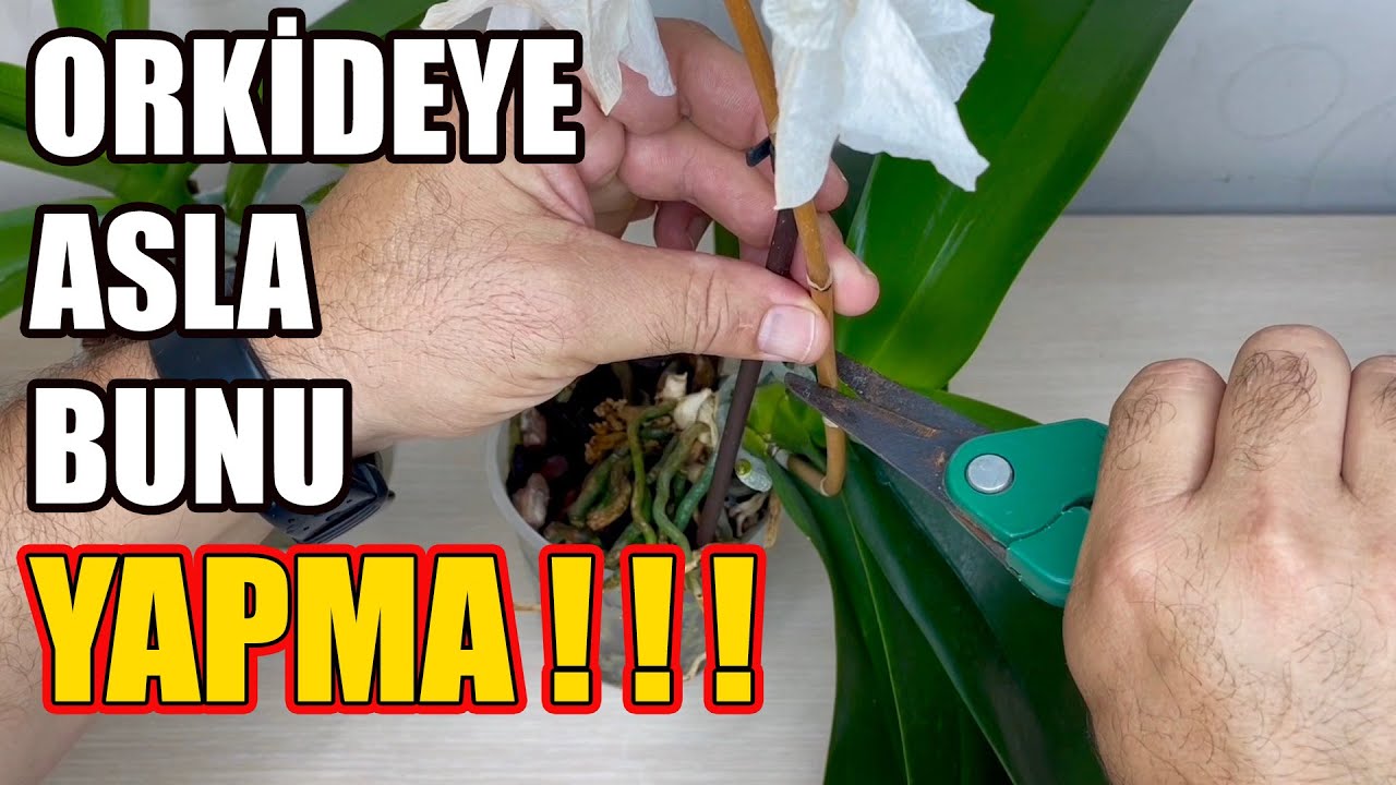 Позаботьтесь Об Этом, Чтобы Ваша Орхидея Снова Зацвела И Пустила Корни! Как оживить цветок орхидеи?