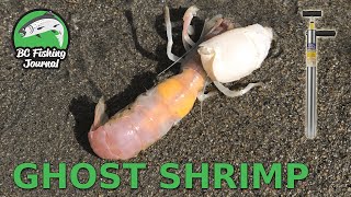 How to Catch & Rig GHOST SHRIMP (Sand Shrimp)