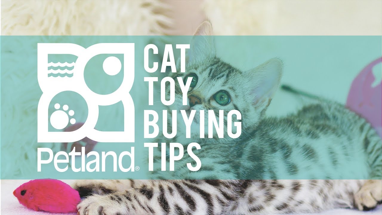 styptic pencil dog nails