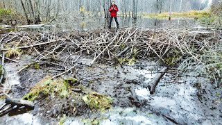 Beavers! What have you done? The river has dried up. I understand. The dam is over a meter!