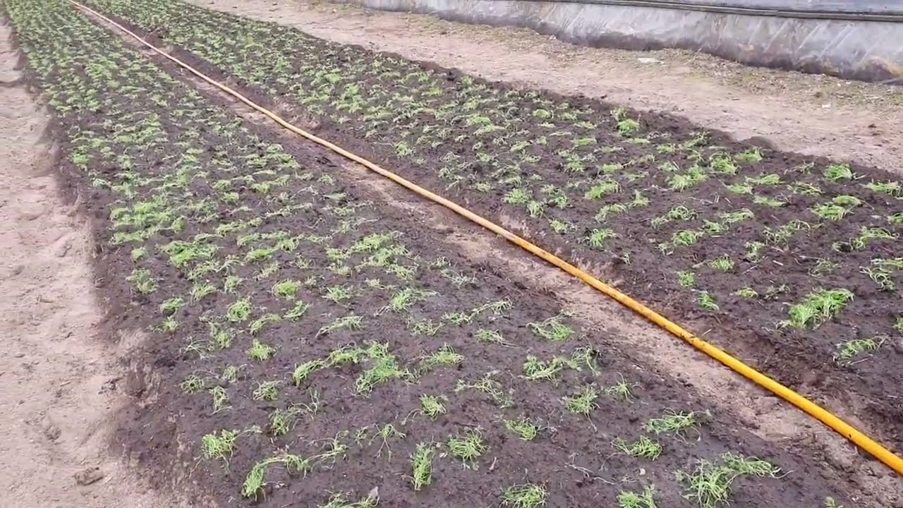 Посев укропа в открытый грунт весной семенами. Рассада укропа. Ранняя зелень выращивание под дугами.