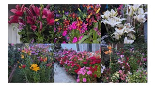 Las flores de azucenas en el jardín de mi mamá