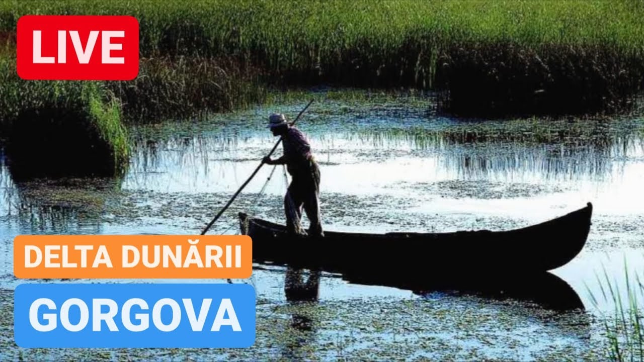 🔴 LIVE din GORGOVA - DELTA DUNĂRII