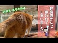 地域猫の様子がおかしいので急いで病院に連れていくと、意外な行動にビックリ
