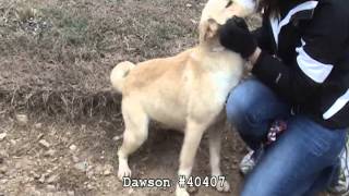 Athenspets 1 25 2014