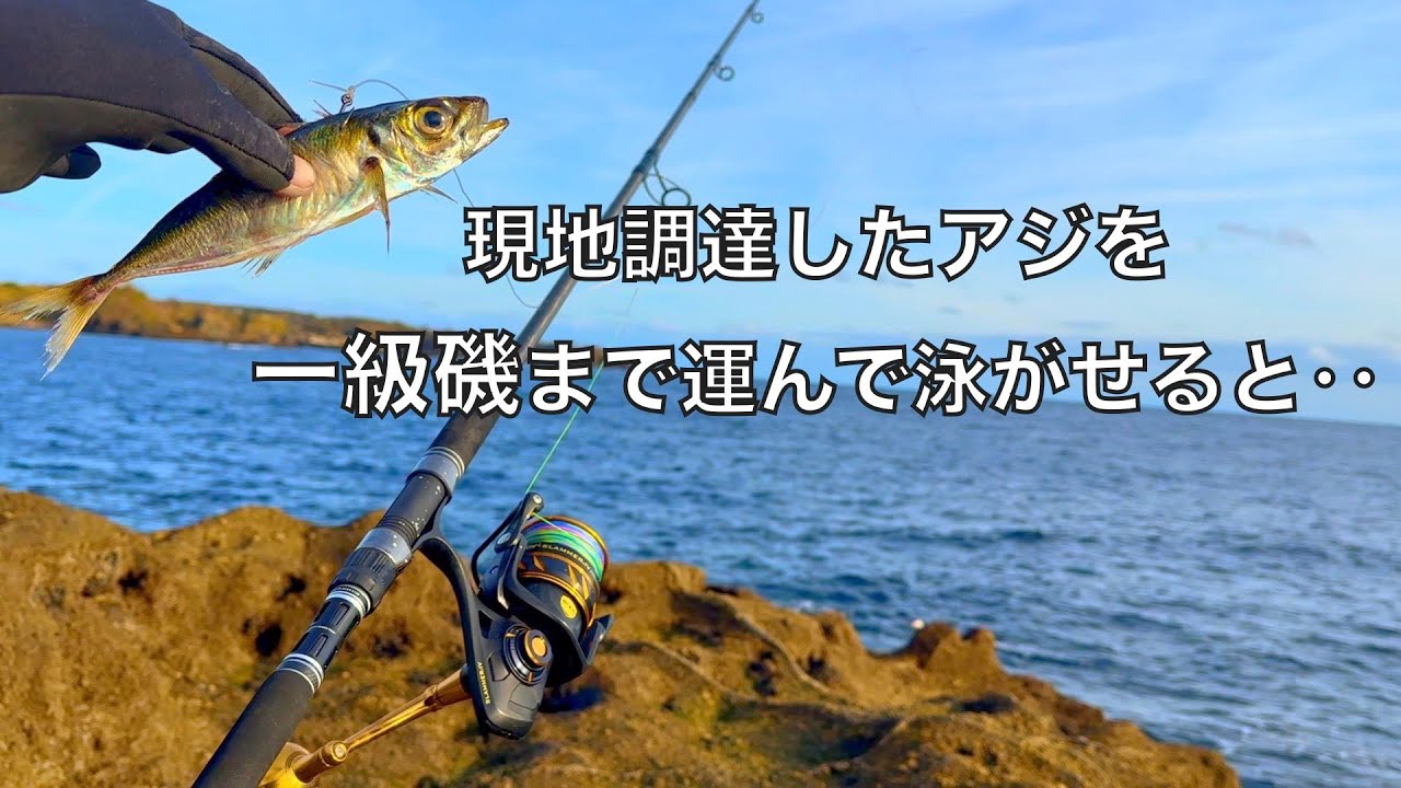 釣ったアジで「夜の漁港」と「潮通しの良い磯」で泳がせ釣りしてみた結果‥