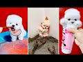 Funny and Cute Dog Pomeranian 😍🐶| Funny Puppy Videos #306