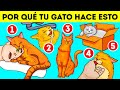 Esta es la razón por la que tu gato ama los grifos y las cajas