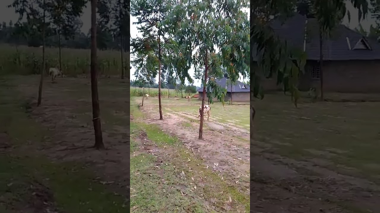 challenges of small scale farming (1)