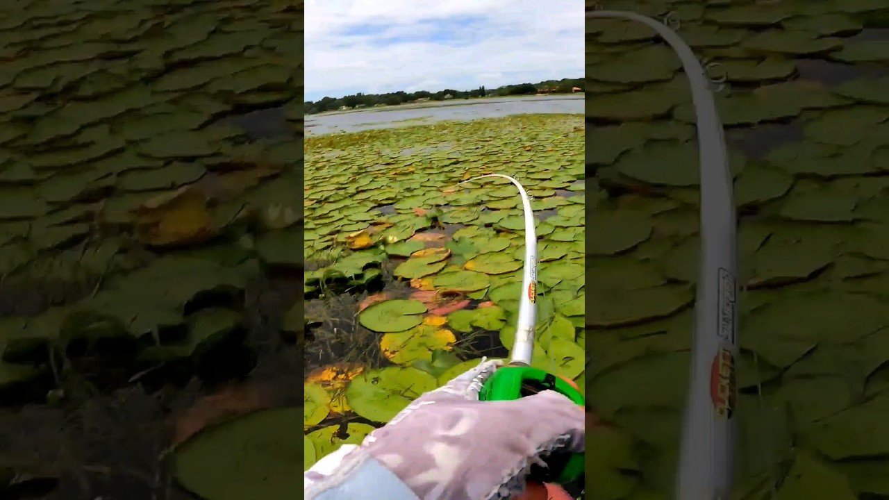 That Fish had it Comin Ask Anybody!!!