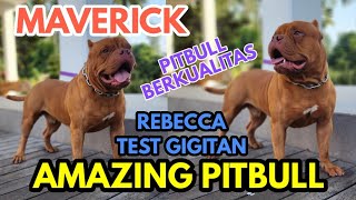 Rebecca Test Gigitan Anjing Pitbull ! by Putra Fajar 88 304 views 15 hours ago 13 minutes, 57 seconds