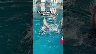 🚨 Do NOT miss this when in Dubai! 🐬✨ | Swim with Dolphins