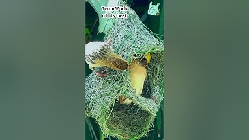 🪹Building Together: Weaver Birds