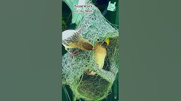 🪹Building Together: Weaver Birds