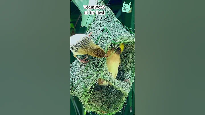 🪹Building Together: Weaver Birds' Nest-Making Symphony #birds #artistic #nest #birdnest #shorts