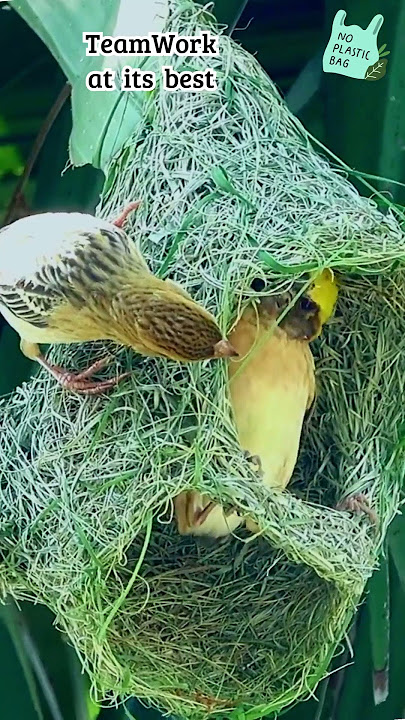 🪹Building Together: Weaver Birds' Nest-Making Symphony #birds #artistic #nest #birdnest #shorts