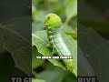 Butterflies Taste With Their Feet!