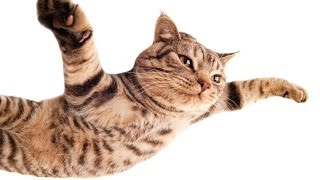 Funny Cats Jumps! Прыжки котов!