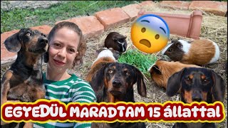 EGYEDÜL maradtam 15 állattal 😱😨 -Heti vlog 