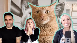 What It S Really Like Running A Cat Rescue Youtube What It S Really Like Running A Cat Rescue Youtube